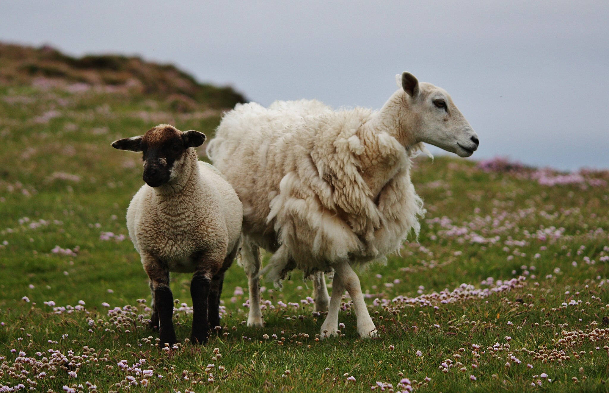 WyrdWool Heritage Crafts - Home page header