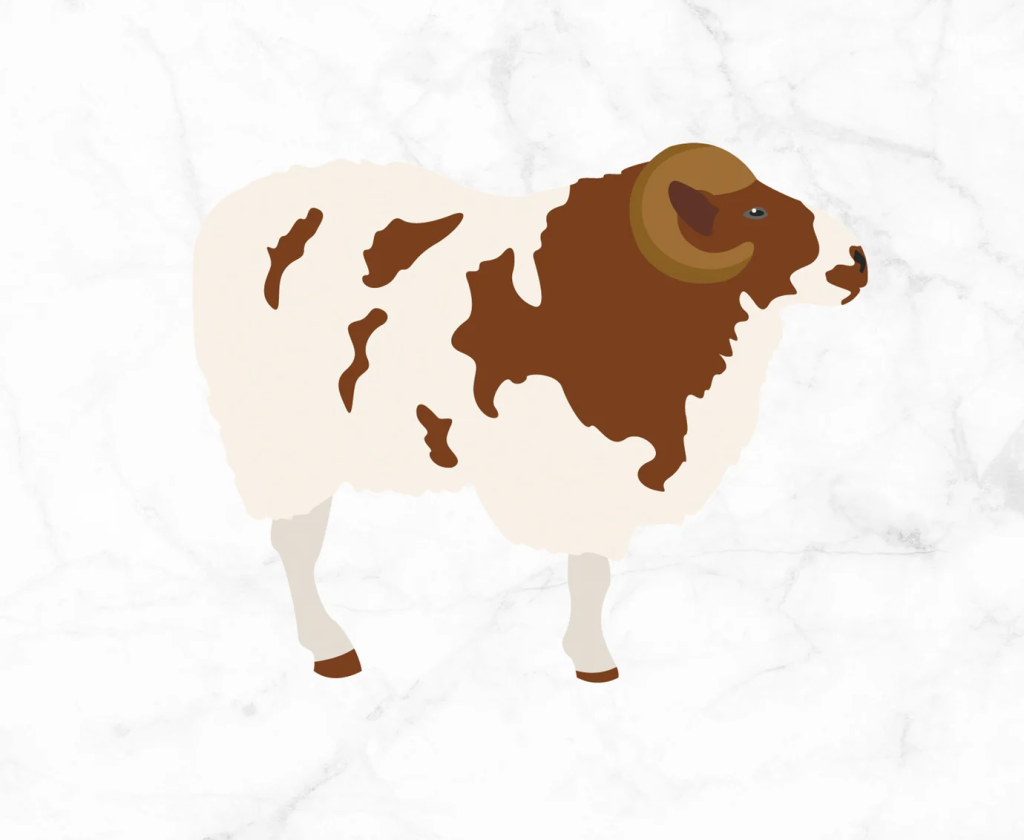 Illustration of Jacob Sheep