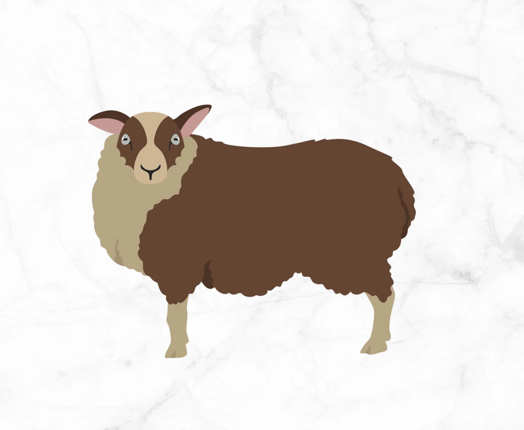 Illustration of Shetland Sheep