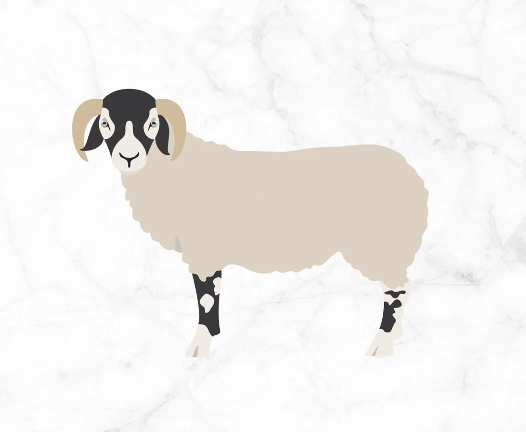 Illustration of Swaledale Sheep